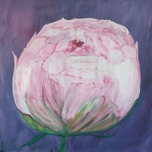 Peony