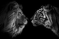 Big cat staredown 2