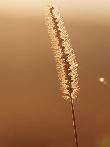 Gouden baan / grasspriet met spinnenwebreflectie aan de rechterkant