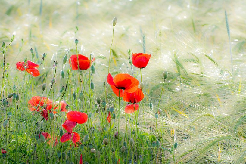 Poppies in the cornfield by ManfredFotos