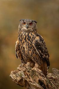 Hibou grand-duc dans la lumière d'automne