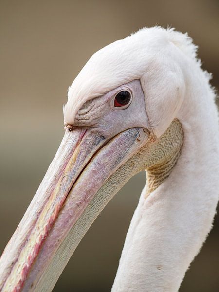 Pink Pelican : Ouwehands Dierenpark by Loek Lobel
