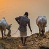 Ox Keeper lässt seine Tiere trinken, Nepal von Rietje Bulthuis