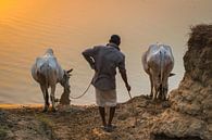 Ossenhoeder laat zijn dieren drinken, Nepal van Rietje Bulthuis thumbnail