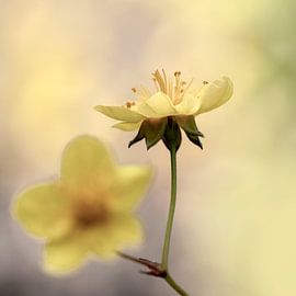 In a soft buttery yellow.