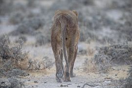 Eat my dust! by De wereld door de ogen van Hictures