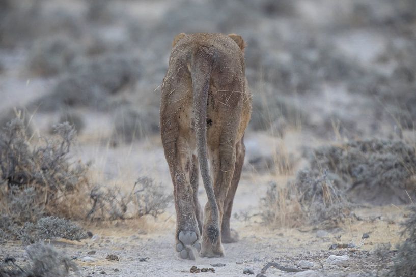 Eat my dust! by De wereld door de ogen van Hictures