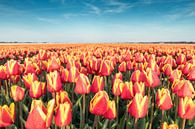 Dutch Tulips van Chris van Kan thumbnail