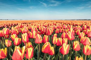 Dutch Tulips sur Chris van Kan