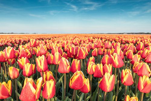 Dutch Tulips van Chris van Kan