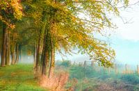 morning glow