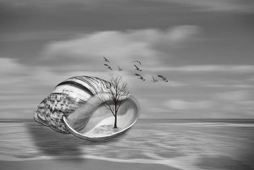 Muschel am Strand von Ursula Di Chito