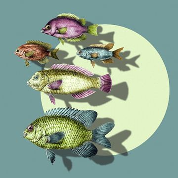 For the Love of Fish by Marja van den Hurk