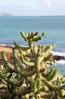 Botanische Kakteen an der Algarveküste