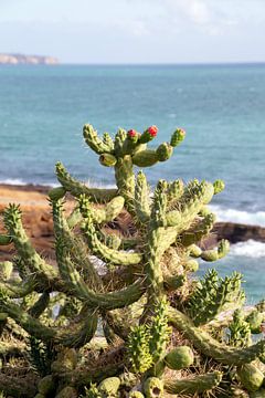 Botanisch Cactus aan de kust van de Algarve van Mitsy Klare