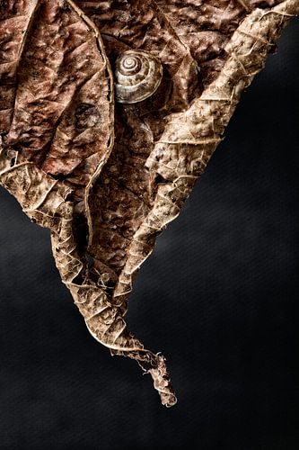 Op het randje van de herfst