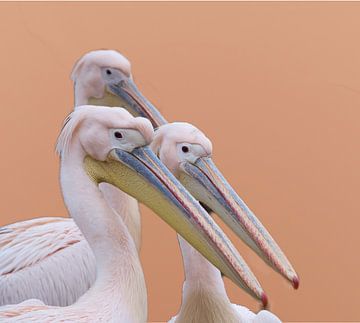 Pelikanen met achtergrondkleur 2024 van Rudi Everaert