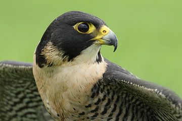 Slechtvalk (Falco peregrinus) van Ronald Pol