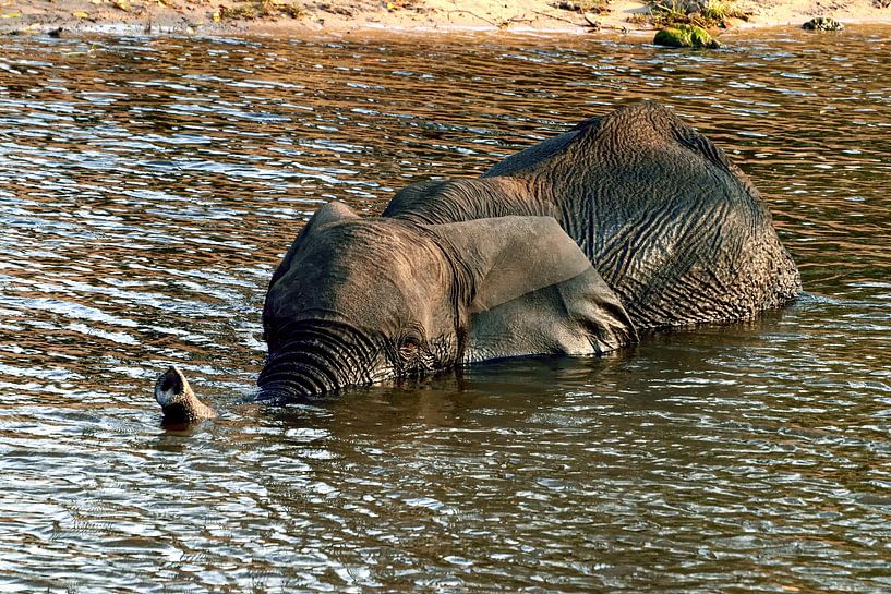 Elephant takes a bath in the Chobe in Botswana by Merijn Loch