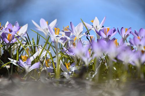 Krokusbloemen in de tuin