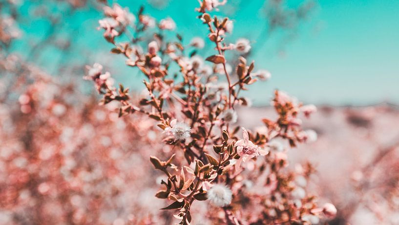 Le désert californien en fleurs 12 par FotoDennis.com | Werk op de Muur