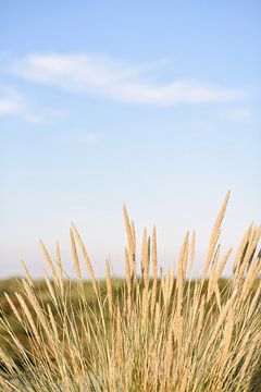 Herbe des dunes à la plage II | Bloemendaal aan Zee | Pays-Bas sur Mirjam Broekhof