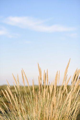 Dune grass at the beach II | Bloemendaal aan Zee | Netherlands