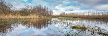 Dune area Het Zwanenwater in panorama at high tide.