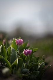 Tulips from the Northeast Polder by Renate Pit - du Pont