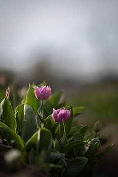 Tulpen uit de Noordoostpolder van Renate Pit - du Pont