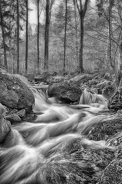 Harz Fog von Tim Lee Williams