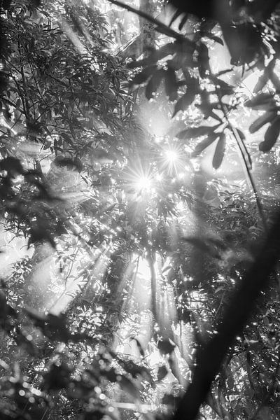 Lichtspel in Loof Mystiek van de Ochtendzon Jungle van Femke Ketelaar