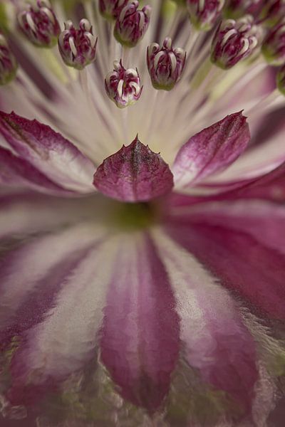 Seeländischer Knoten (Astrantia Major) mit einer malerischen Spiegelung von Marjolijn van den Berg
