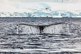 Humpback whales in the Antarctic by Roland Brack