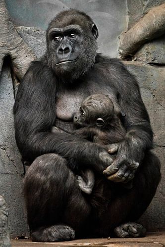 Gorilla aap moeder (of haar zus) verpleegt haar kleine baby, schattig tafereel