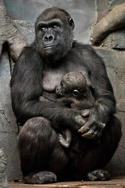 Gorilla-Affenmutter (oder ihre Schwester) stillt ihr kleines Baby, niedliche Szene von Michael Semenov