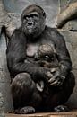 Gorilla-Affenmutter (oder ihre Schwester) stillt ihr kleines Baby, niedliche Szene von Michael Semenov Miniaturansicht