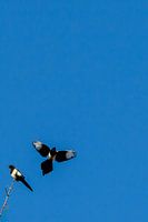 The Flight of Freedom