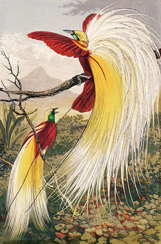 De paradijsvogel, Benjamin Fawcett