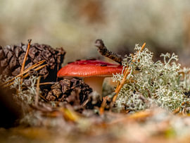 Pilz im Wald von Matthias Thiedeke