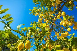 Lemons by Voss photography