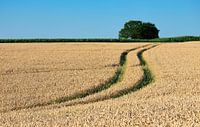 Limburgs landschap