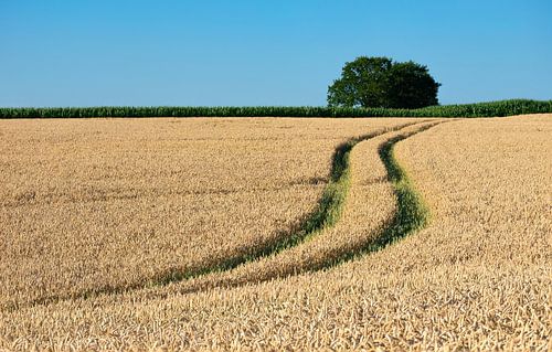 Limburgs landschap