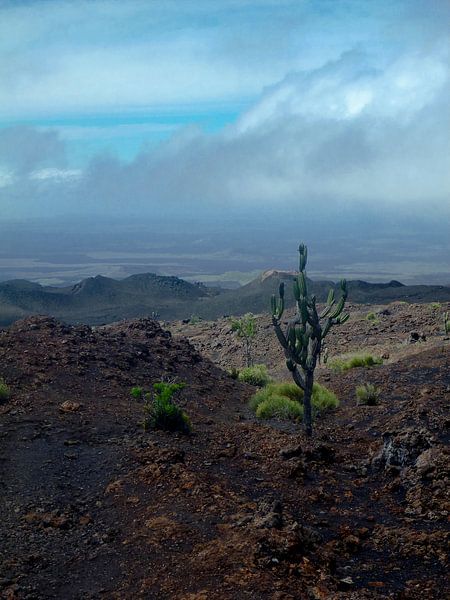Lonely cactus by Marieke Evertsen