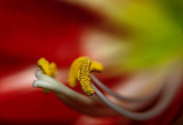 Les pistils de l'Amaryllis rouge en gros plan. sur Ellen Driesse