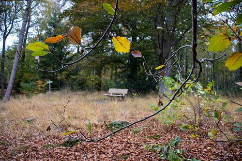 Banc de marche pour commémorer dans la forêt