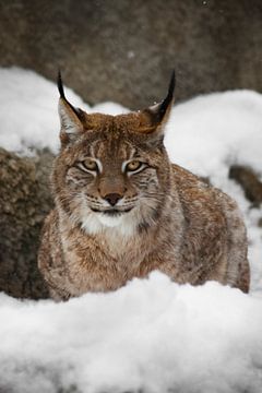 Een mooie en sterke wilde lynx zit rustig vol in de sneeuw en kijkt je met grote, heldere, lachende 