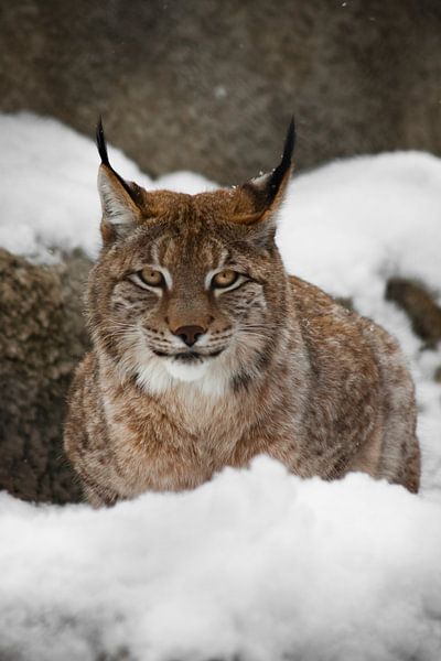 Een mooie en sterke wilde lynx zit rustig vol in de sneeuw en kijkt je met grote, heldere, lachende  van Michael Semenov
