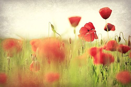 popping up....klaprozen in het veld.... 