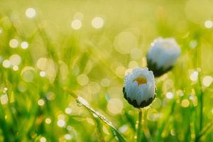 Gänseblümchen